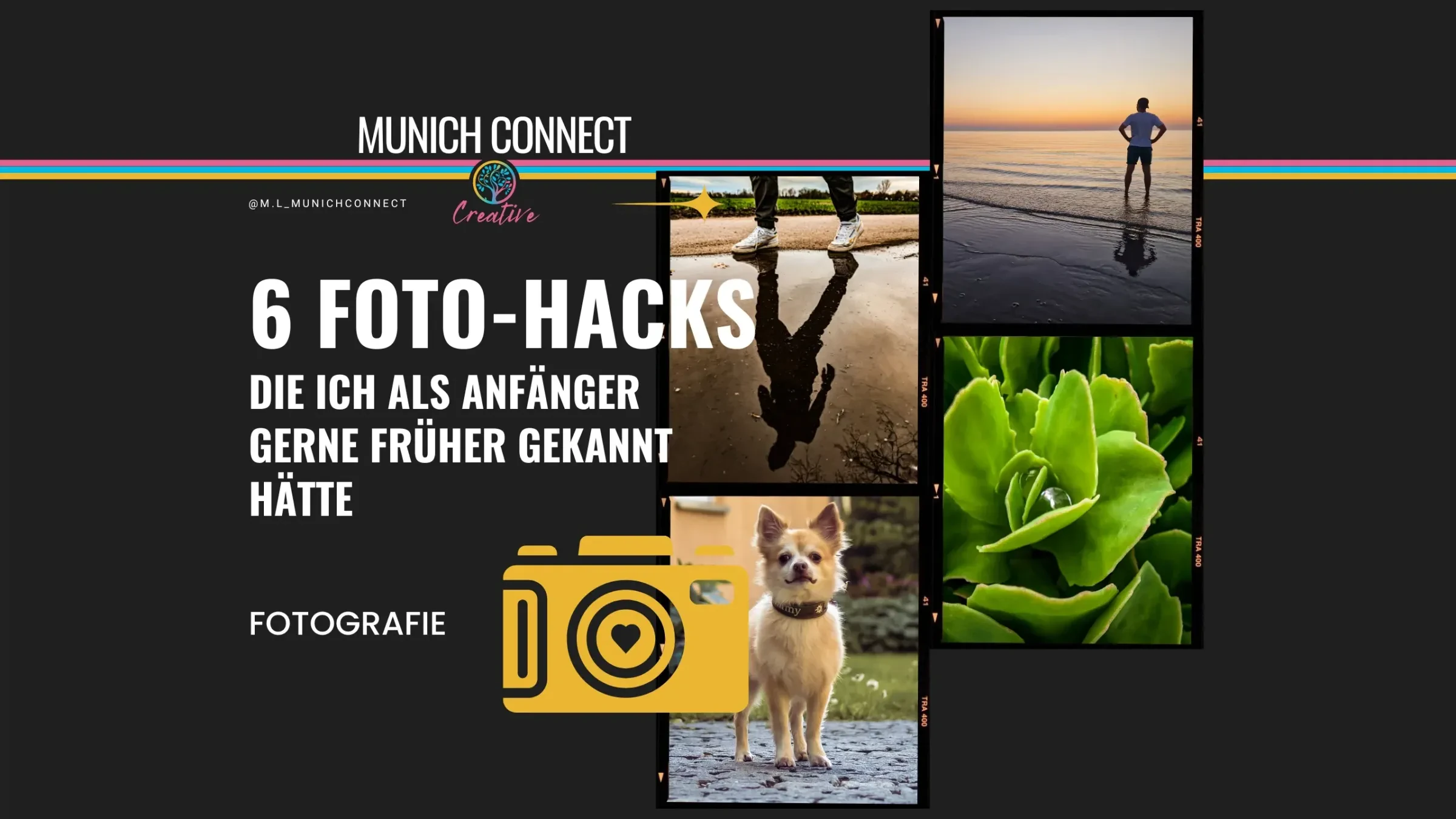 Foto-Hacks für Anfänger: Collage mit Aufnahmen von Landschaft, Pflanze und Hund